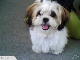 Remember, this is a toy dog breed. Malshi Maltese X Shih Tzu Puppies Shih Tzu Cute Dogs