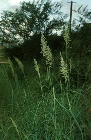 Image result for Echinochloa pyramidalis