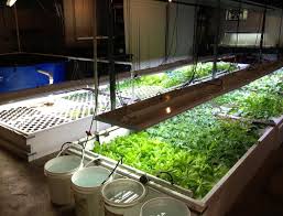 Planning to move them out to my detatched basement grow room? Wksu News Green Vegetables Thrive In An Ashtabula Basement Garden Thanks To A Hundred Ravenous Brightly Colored Fish