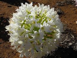 Image result for Brunsvigia