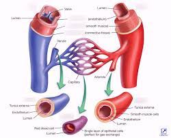 Explain the structure of arteries, veins, and capillaries, and how blood flows through the body. Honors Anatomy Chapter 11 Unit 3 Blood Vessels And Circulation Diagram Quizlet