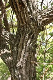 Image result for Vitex payos