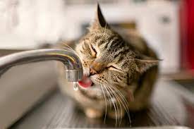 Kidney Disease In Cats Daily Paws