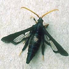 Image result for Alafia caudata