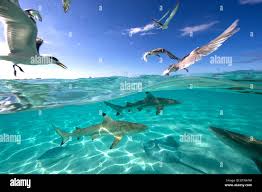 Feeding frenzy with birds hi-res stock photography and images - Alamy