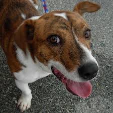 12 Of The Best Hybrid Dogs That The World Has To Offer Hybrid Dogs Corgi Jack Russell Terrier