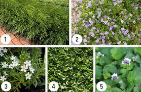 You can't go wrong with low growing seasonal and evergreen. Shade Plants For Small Gardens Flower Power