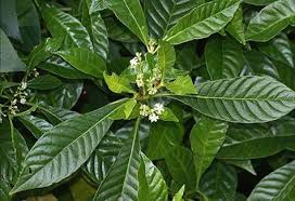 Café Requentado Faz Mal A Saude Full Plant List Coffee Plant Plants Coffee Design