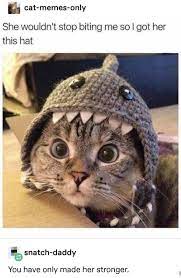 Dogs & cats forever is an organization totally dedicated to either finding forever homes for abandoned and neglected dogs and cats or providing a safe environment for them to live out their days. 610 Dogs And Cats Forever Ideas Dogs I Love Dogs Dog Quotes