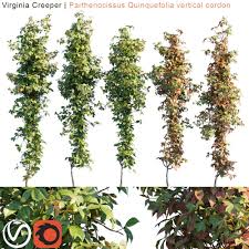 We did not find results for: Virginia Creeper On Behance