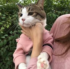 Okay But Why Are U Choking Her Cats Cute Animals I Love Cats
