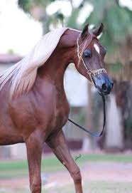 Arabian arap saudi arabian suudi arabian arabi saudi arabian ne demek. Blonde Arabian Beauty One Of The Most Striking Beauties Of Arabian Horses I Ve Seen Arabian Horse Horse Breeds Most Beautiful Horses