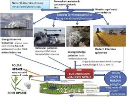 Heavy Metals In Food Crops Health Risks Fate Mechanisms