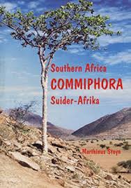 Image result for Commiphora schlechteri