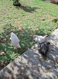 BYC (BackYardChickens)