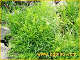 Image result for Senecio strictifolius