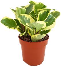 It produces dark green leaves with. Peperomia Obtusifolia Variegata Zwergpfeffer Fangblatt Karnivorenshop