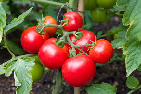 Anna is easy to grow and bears heavily during hot and cool weather. Moneymaker Tomatoes Plant Care Growing Tips Horticulture