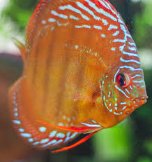Simplydiscus