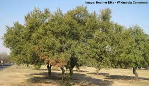 We did not find results for: The Best Desert Trees With Pictures And Names