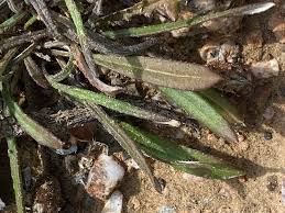 Image result for Gazania krebsiana