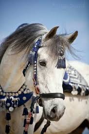 horseriding horserider equine cheval horses horse love horse breeds