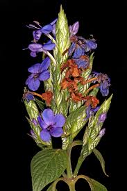 Image result for Eranthemum pulchellum