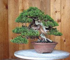 As a guide, around thanksgiving day it is time to prepare your bonsai for its winter dormancy period which should last approximately three (3) months. Soil Guide For Growing Juniper Bonsai Bonsai Tree Gardener