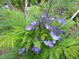 The jacaranda 'bonsai blue' marketed by monrovia is a true dwarf developed by kiyoshi sakai in japan. Jacaranda Bonsai Blue A Dwarf Jacaranda Tropical Looking Plants Other Than Palms Palmtalk