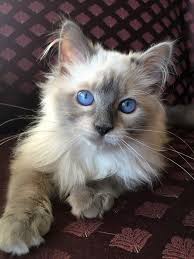 Birman Blue Point Kittens For Sale Gambades Stud And Queen Balinese Siamese Cats Blue Point Kitten Breeds Balinese Cat