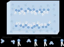 Asymmetric Effects Of Amphipathic Molecules On Mechanosensitive Channels |  Scientific Reports
