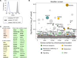 Contoh format surat pembagian tugas tk secercah ilmu. Pbrm1 And The Glycosylphosphatidylinositol Biosynthetic Pathway Promote Tumor Killing Mediated By Mhc Unrestricted Cytotoxic Lymphocytes Science Advances