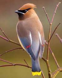 Cedar Waxwing Brown Birds That Look Like Cardinals Cedar Waxwing Beautiful Birds Birds Cedar Waxwing
