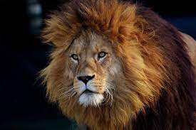 Lion prides can be as small as 3 or as big as 40 animals. New Genetic Study Of Lions May Help To Prevent Them Going Extinct