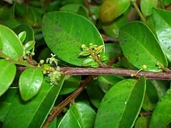 Image result for Phyllanthus taylorianus
