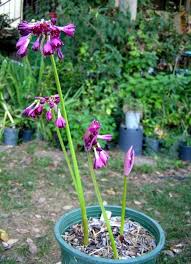 Image result for Craterostigma purpureum