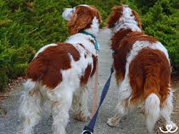 Image result for velššpringršpaněl