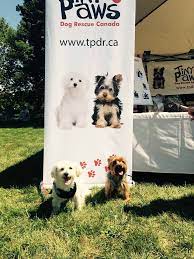 Adopt a dog from tiny paws rescue in tomball near spring and houston, tx. Tiny Paws Dog Rescue Canada Tiny Paws Dog Rescue Canada