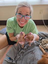 Traumatic experience with vet during dog's euthanasia