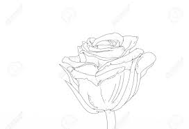You'll learn how to draw cute whimsical images like flowers, owls, butterflies, hot air balloons, paisleys, vines and more! A Rose Realistic Drawings Of Flowers Stock Photo Picture And Royalty Free Image Image 103434338