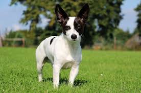 There was an error loading the page; Chihuahua Terrier Mix Is It The Right Dog For You All Things Dogs All Things Dogs