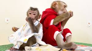 Watch happy interact with monkeyboo and pete for the first. Monkey Doudou Bono Home Facebook