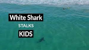 The man, in his 50s, was attacked while surfing at tuncurry beach in new south wales, a police statement said. Great White Shark Filmed Metres From Kids Swimming At Tuncurry Beach