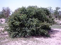 Image result for Combretum cinereopetalum