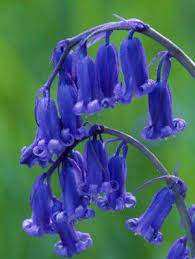 Rare True Wild English Bluebell Hyacinthoides Scilla Non Scripta 20 Seeds Blue Bell Flowers English Bluebells Scottish Flowers