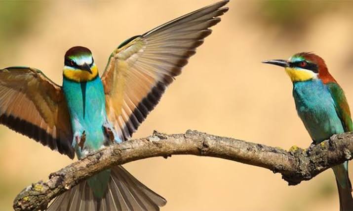 Bee-eater bird at Akagera National Park wetlands, Rwanda