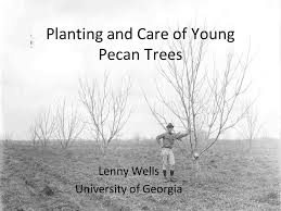 He was introduced as the killer of chapter xv: Planting And Care Of Young Pecan Trees Ppt Video Online Download