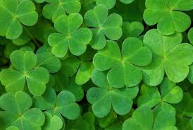 Saint patrick's day, or the feast of saint patrick (irish: 27 St Patrick S Day Zoom Backgrounds Free Download