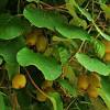If you are a fruit lover, or if you just want to try something new that you didn't know even existed, here is a list of tropical fruit you have to eat when you're in hawaiʻi. 1