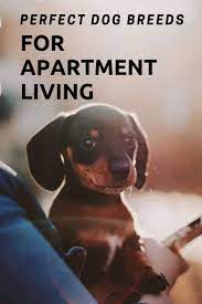 Perfect Dog Breeds For Apartment Living Quiet Dog Breeds Dogs Apartment Dogs